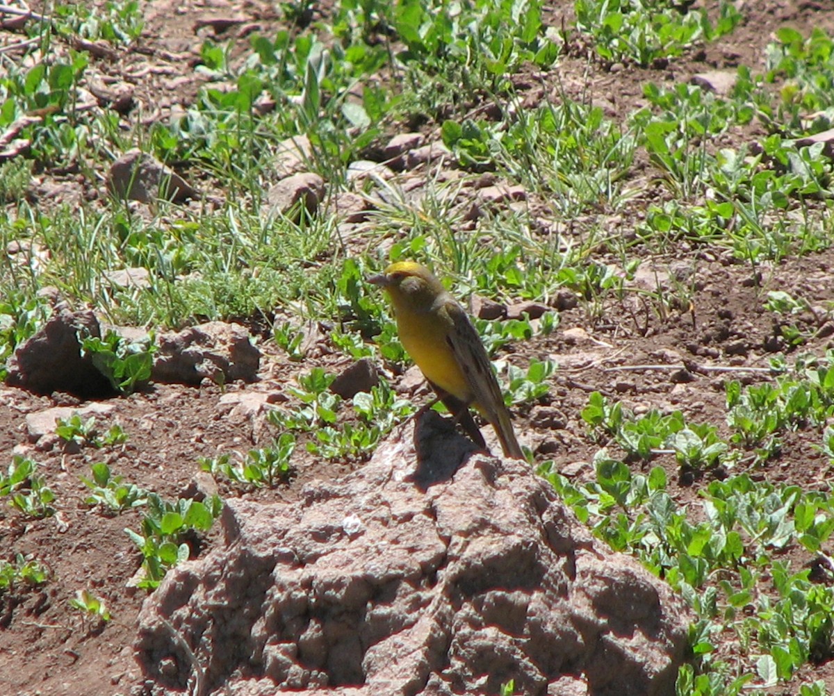 Greater Yellow-Finch - Roger Robb