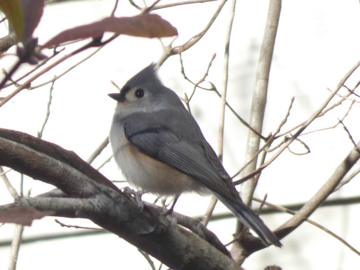 Tufted Titmouse - ML515969141