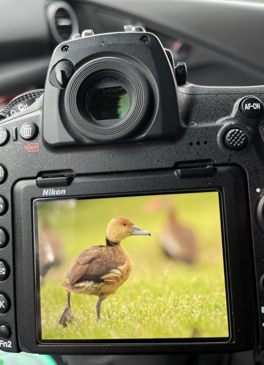 Fulvous Whistling-Duck - ML515969591