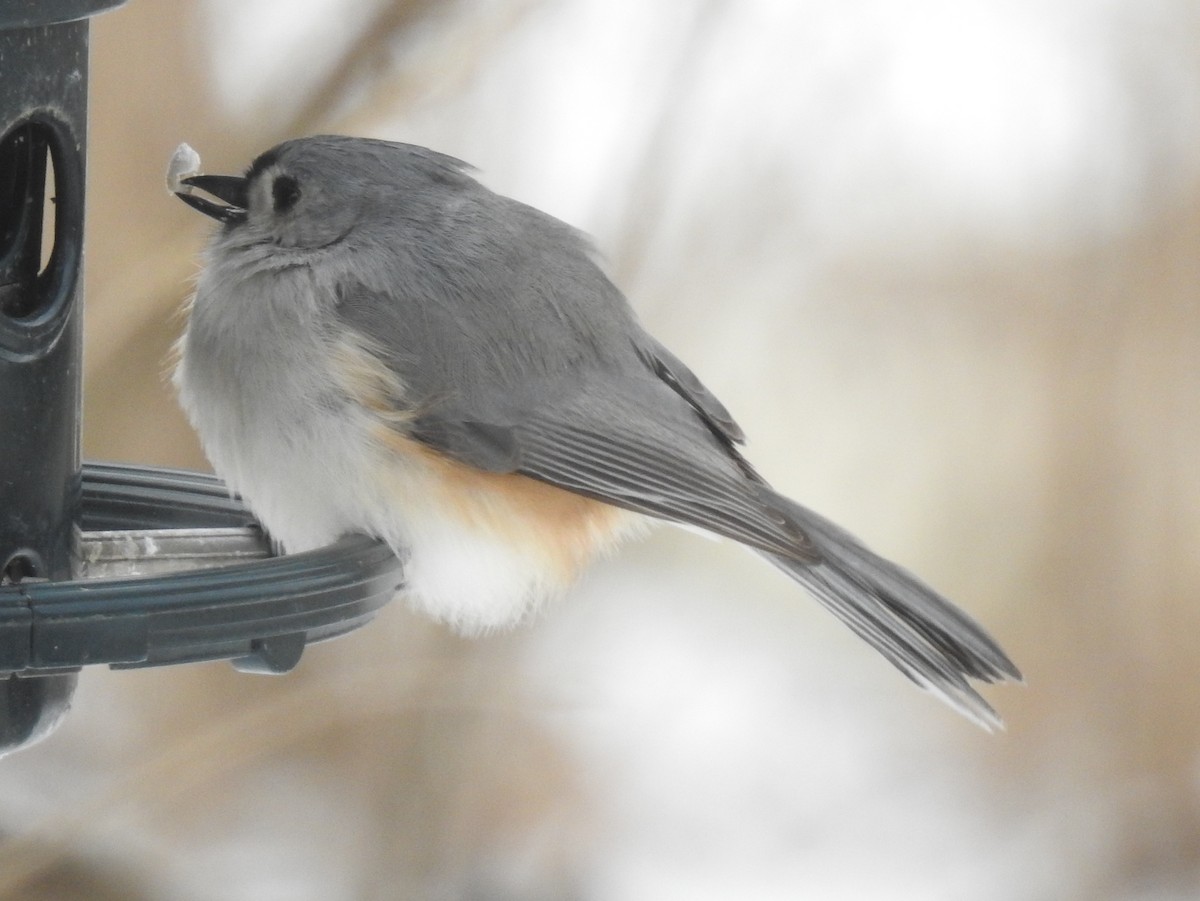 Tufted Titmouse - ML515969861