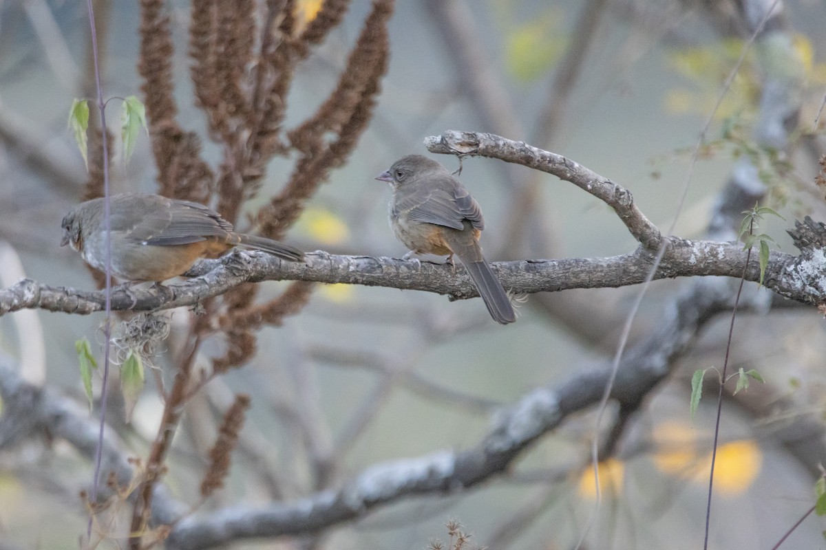 White-throated Towhee - ML515970421