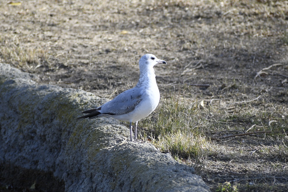 California Gull - ML515970621