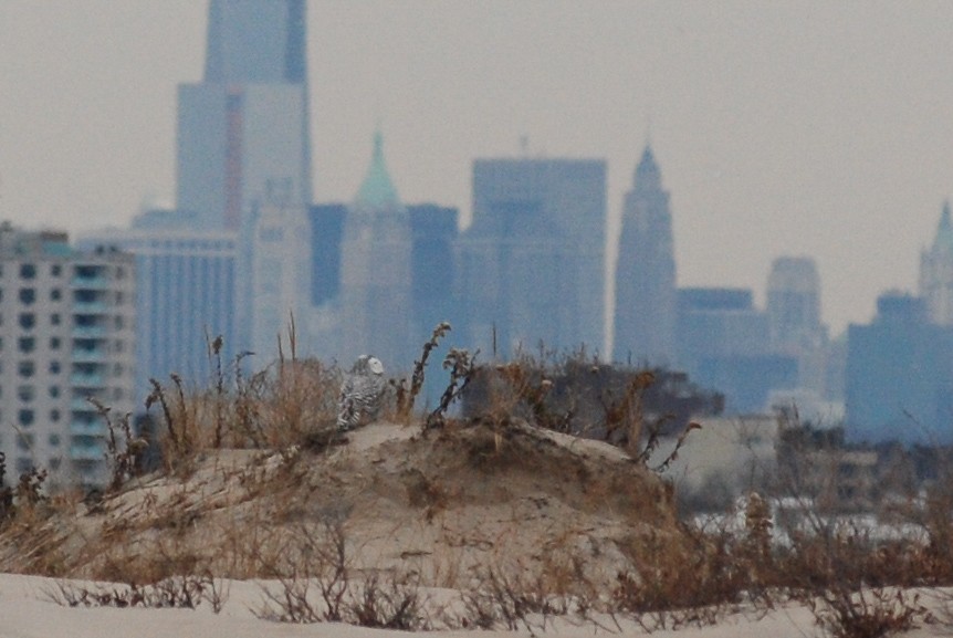 Snowy Owl - ML515970691