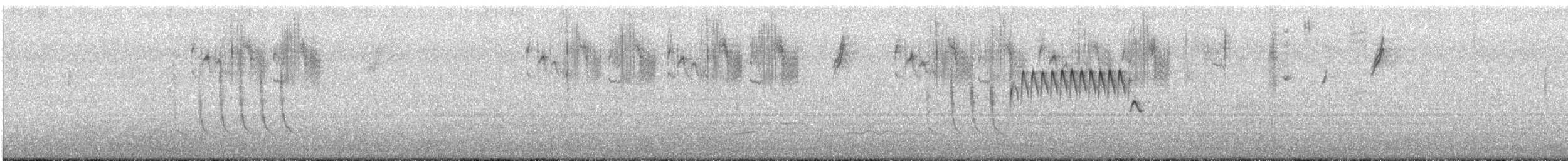 シロハラミソサザイ - ML515971231