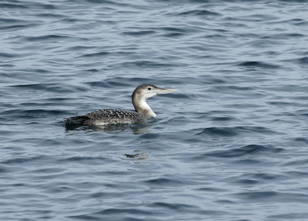 Yellow-billed Loon - ML515971351