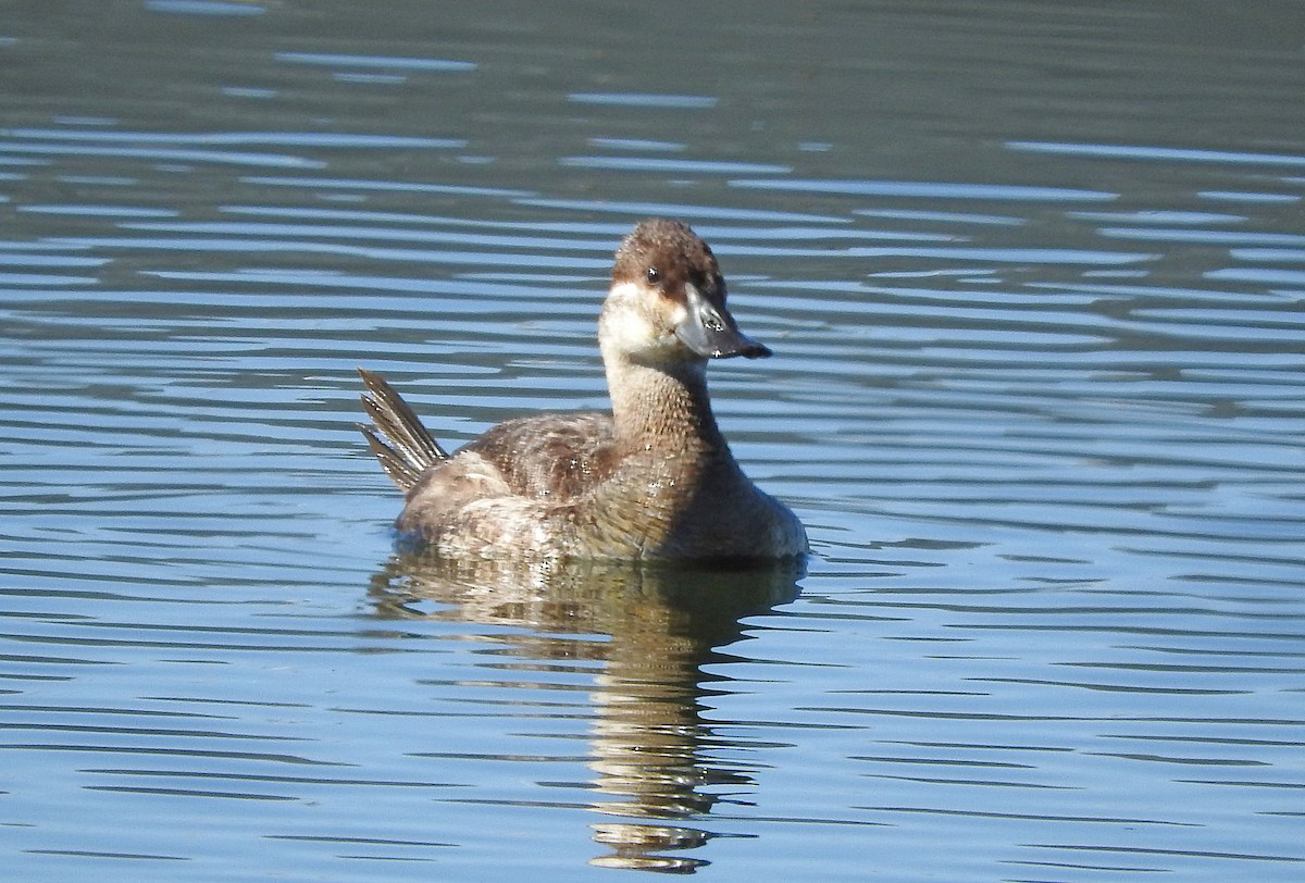 Ruddy Duck - Mary Brown