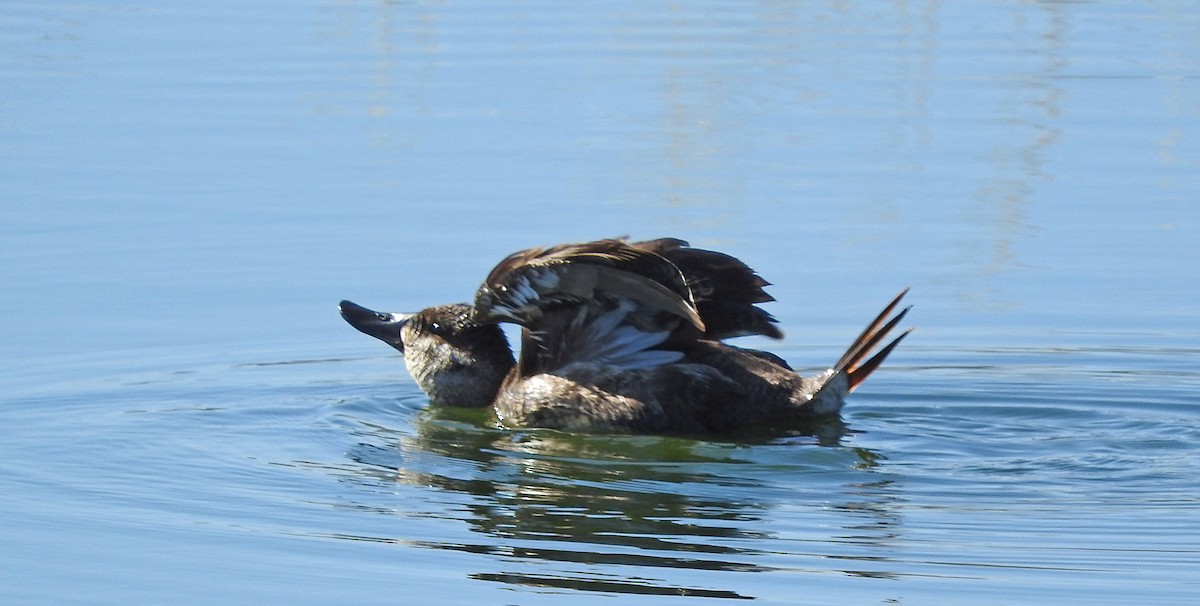 Ruddy Duck - Mary Brown