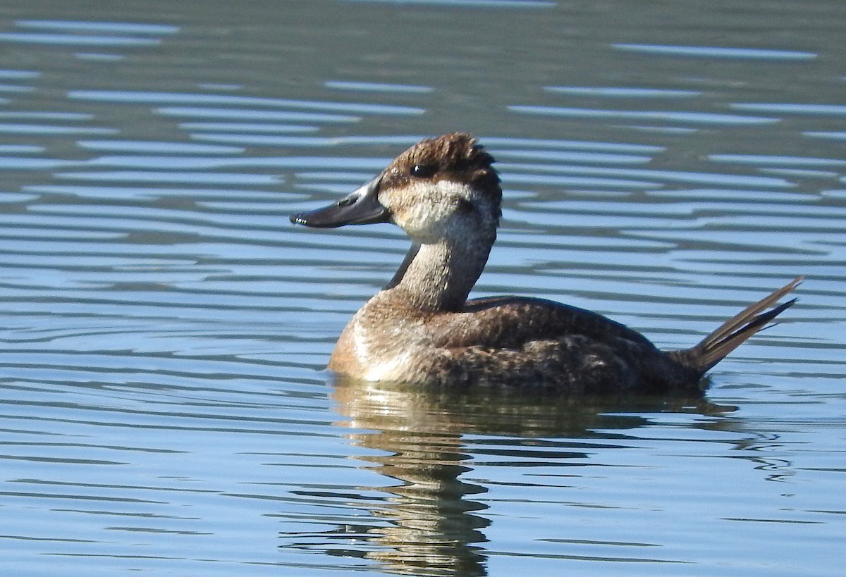 Ruddy Duck - Mary Brown