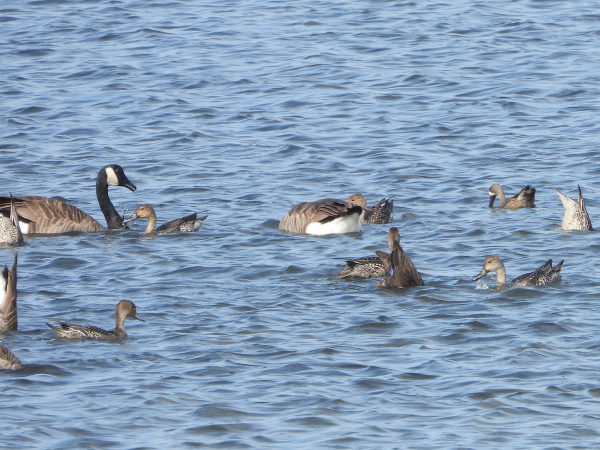 Canada Goose - ML515972031