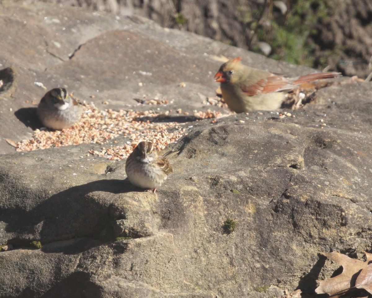 White-throated Sparrow - ML515972101