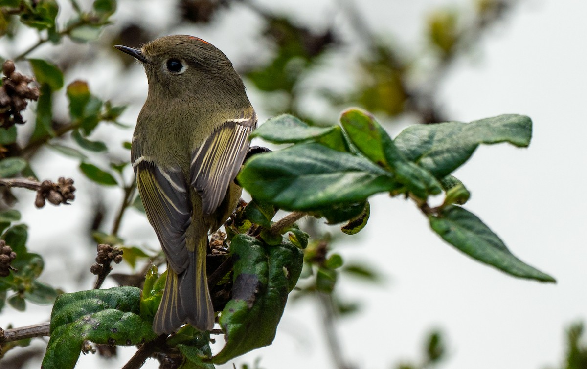 Ruby-crowned Kinglet - ML515972551