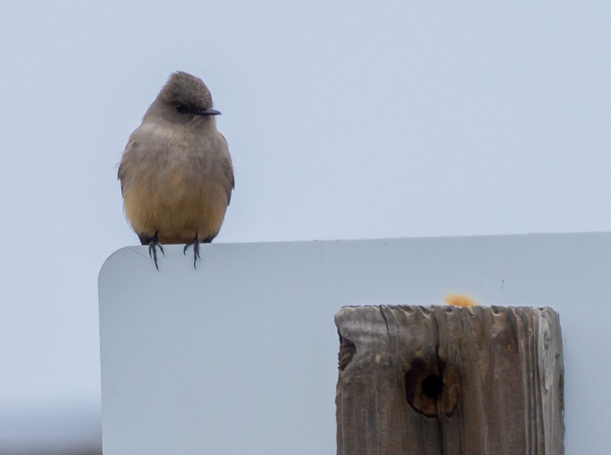 Say's Phoebe - Shannon Underhill