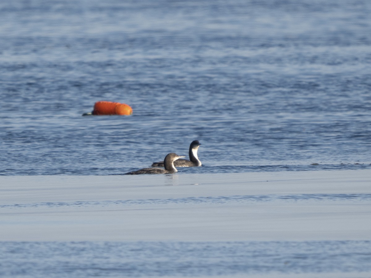 Pacific Loon - ML515973201