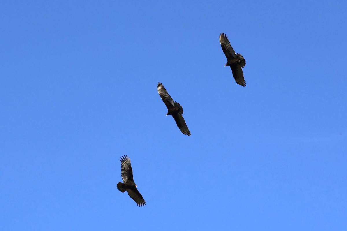 Turkey Vulture - Gail DeLalla