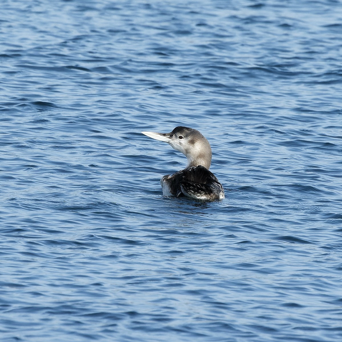 Yellow-billed Loon - ML515973411