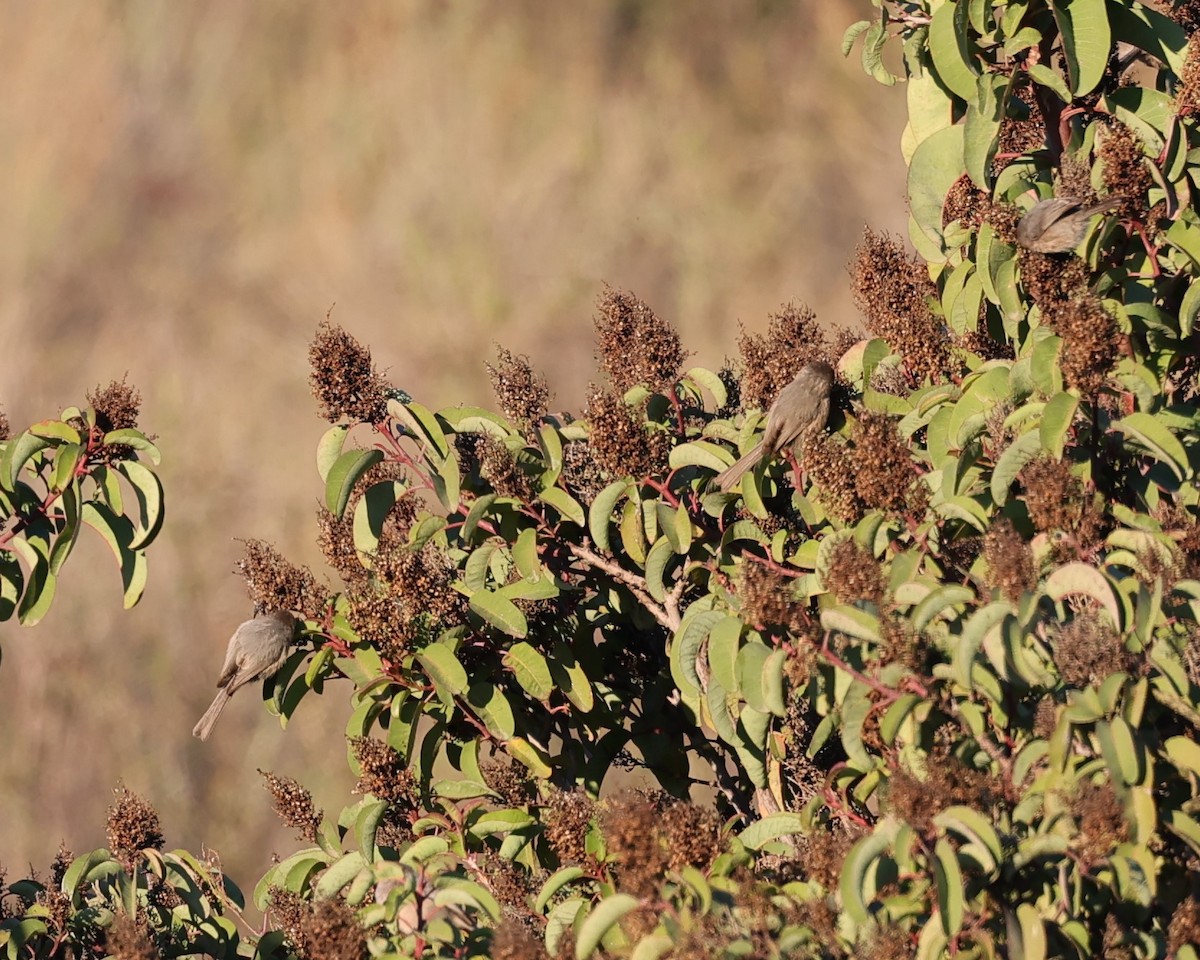 Bushtit - ML515973771