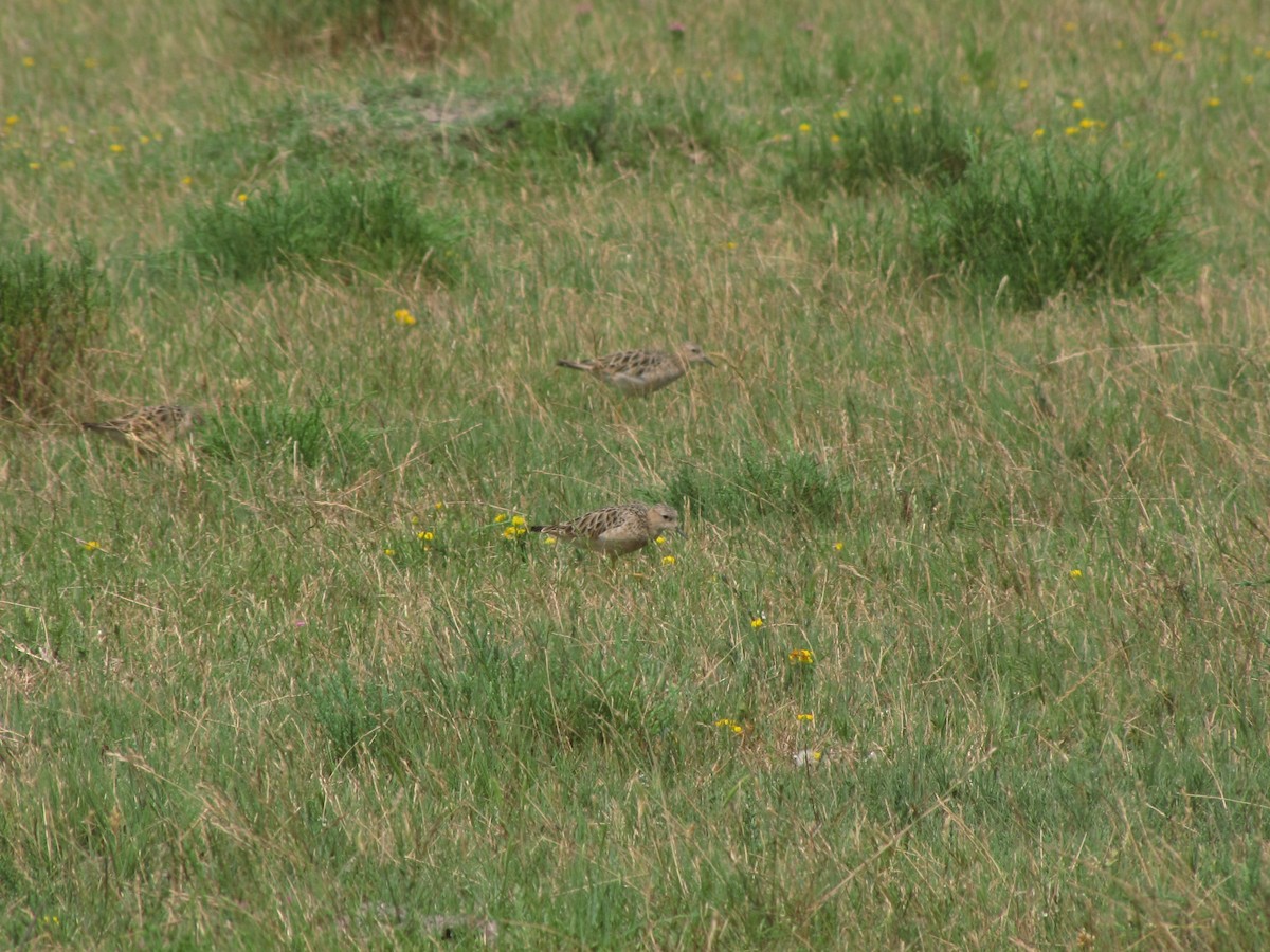 Buff-breasted Sandpiper - ML515974211