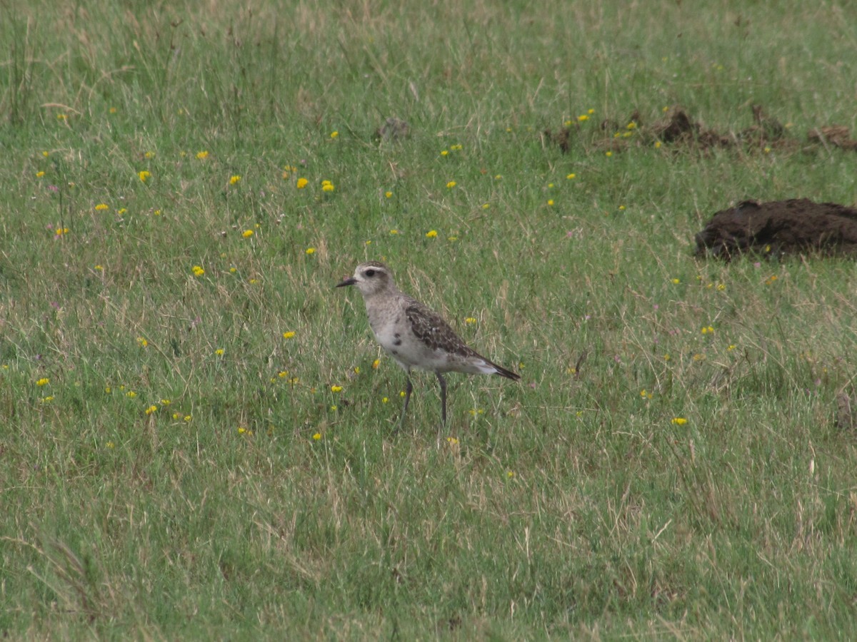 American Golden-Plover - ML515974371