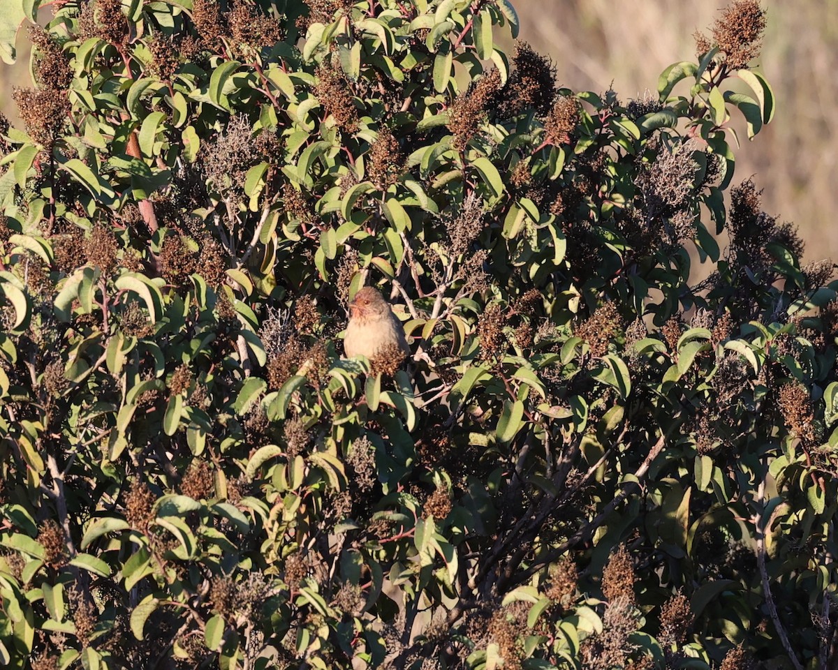 House Finch - ML515974421