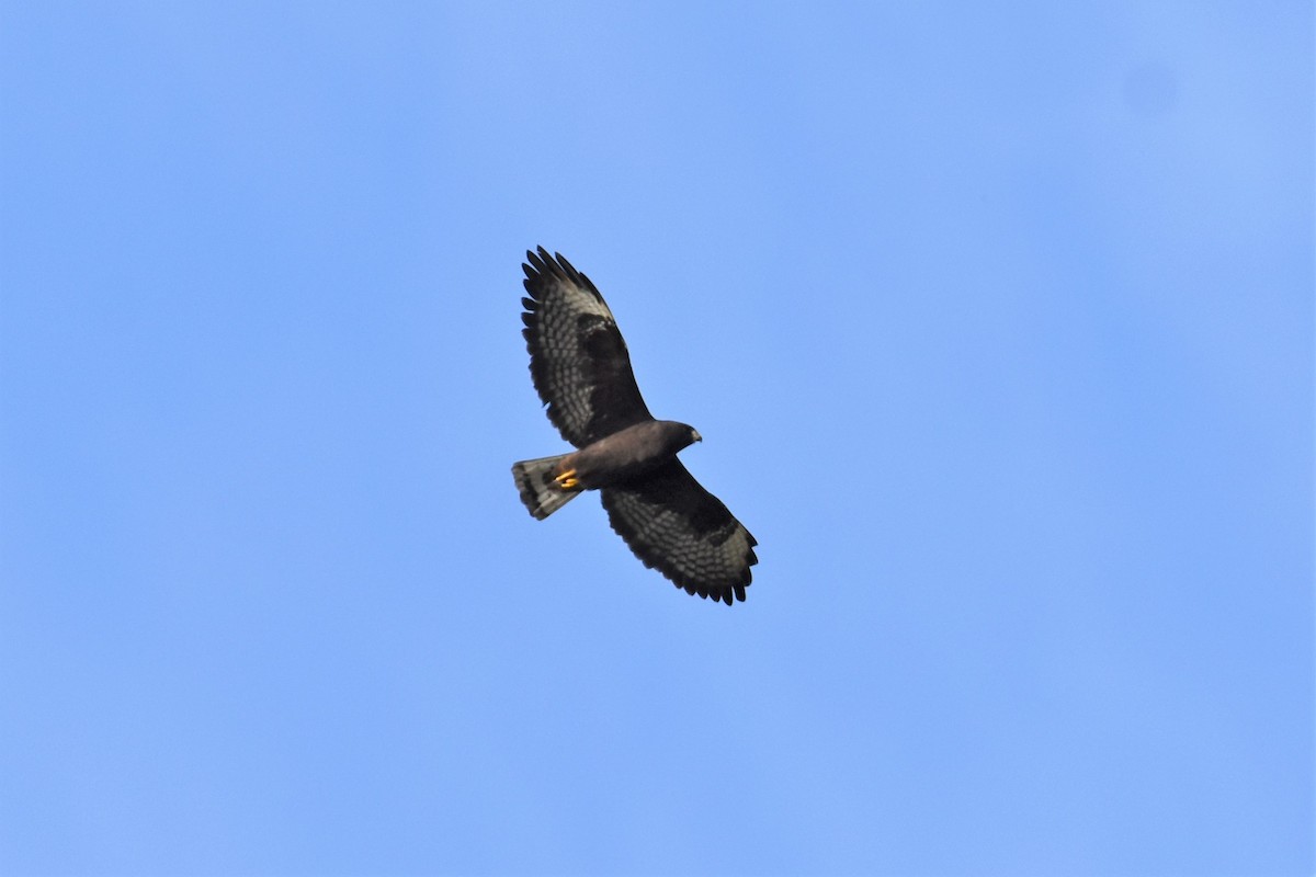 Short-tailed Hawk - ML515974911