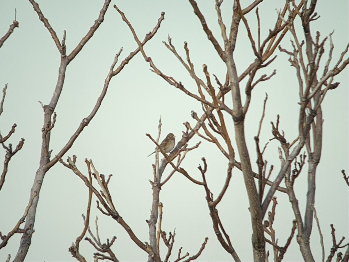 Vesper Sparrow - ML515977371
