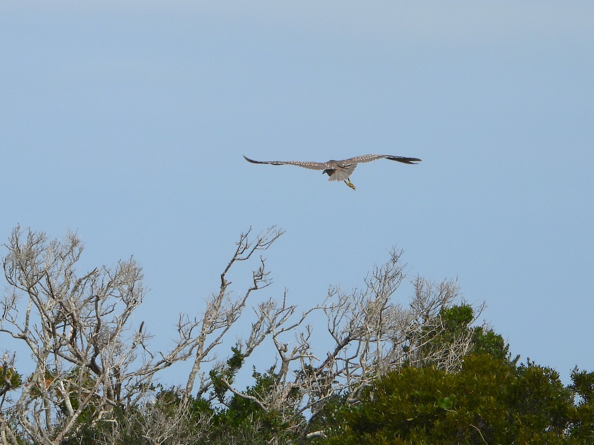 Black-crowned Night Heron - ML515978471