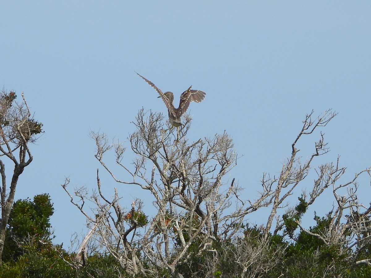 Black-crowned Night Heron - ML515978651