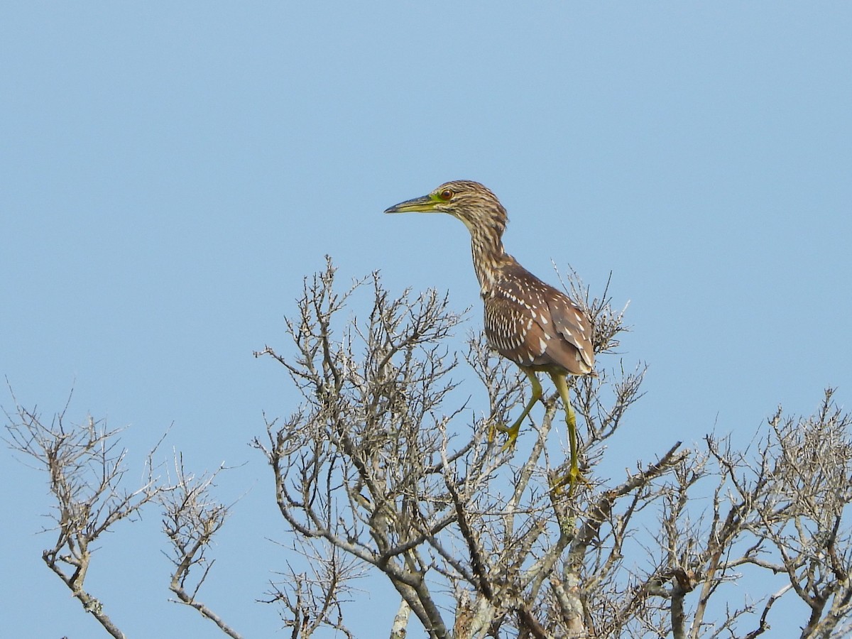 Black-crowned Night Heron - ML515978811