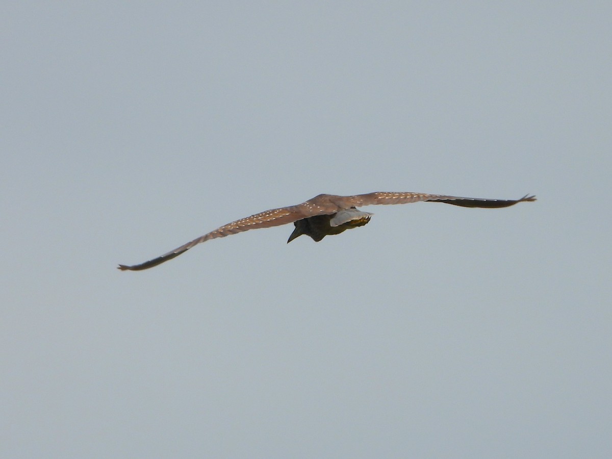 Black-crowned Night Heron - ML515978891