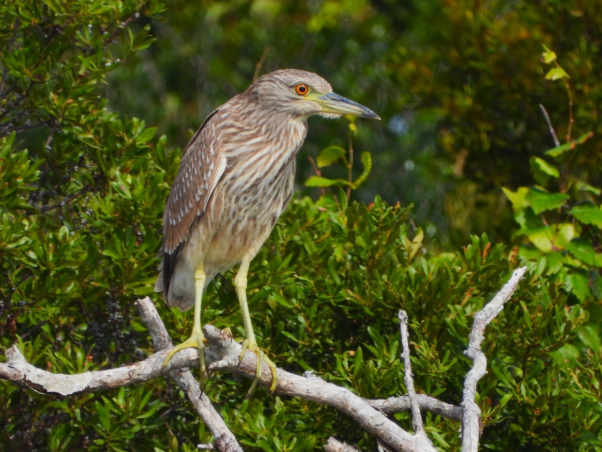 Black-crowned Night Heron - ML515979241