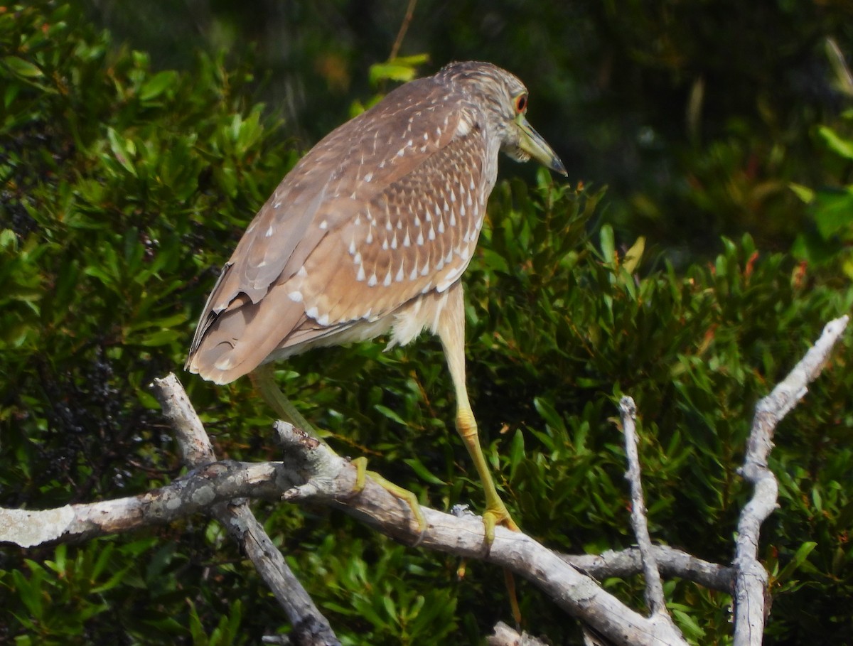 Black-crowned Night Heron - ML515979391