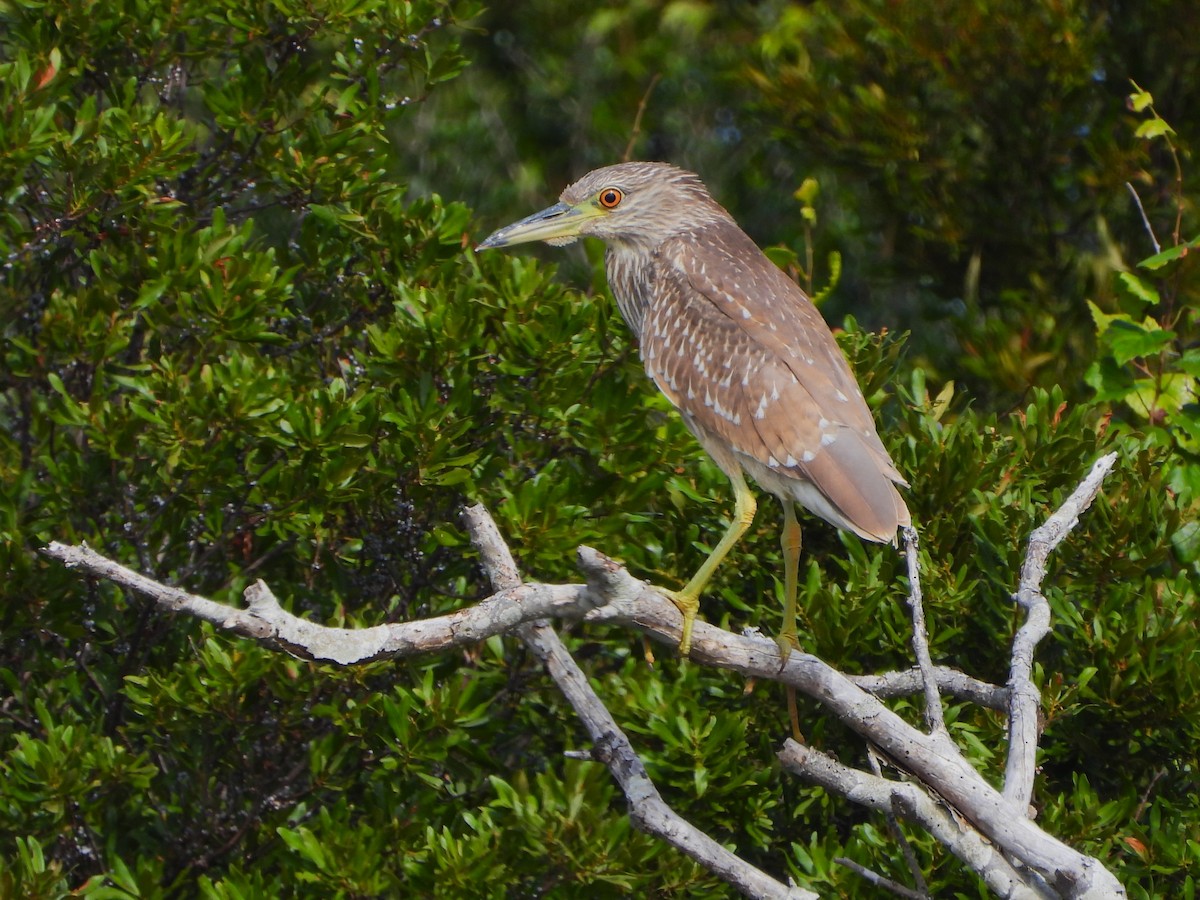 Black-crowned Night Heron - ML515979541