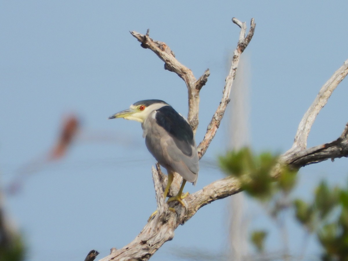 Black-crowned Night Heron - ML515979681