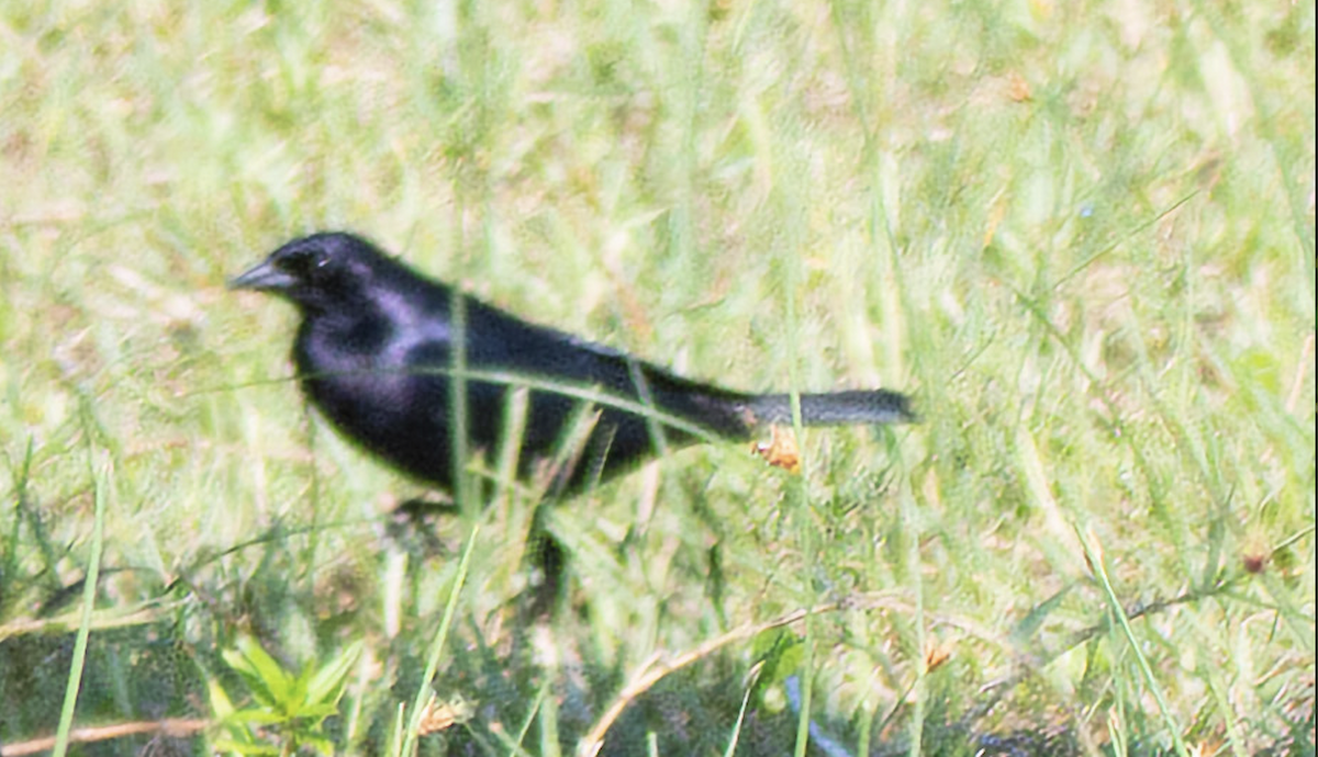 Shiny Cowbird - John Peckham