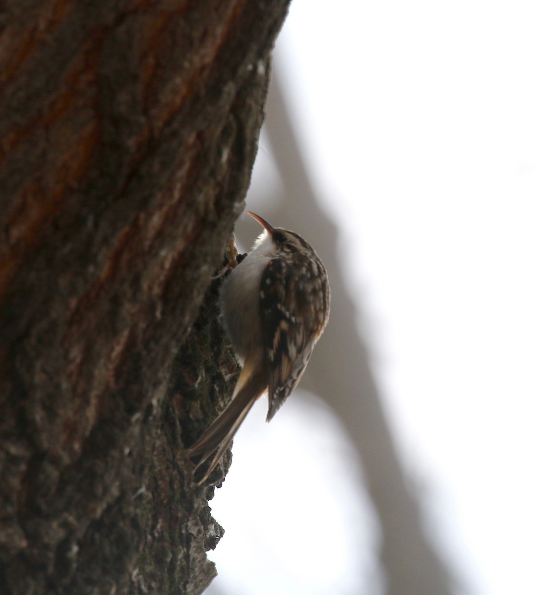 Brown Creeper - ML515981251