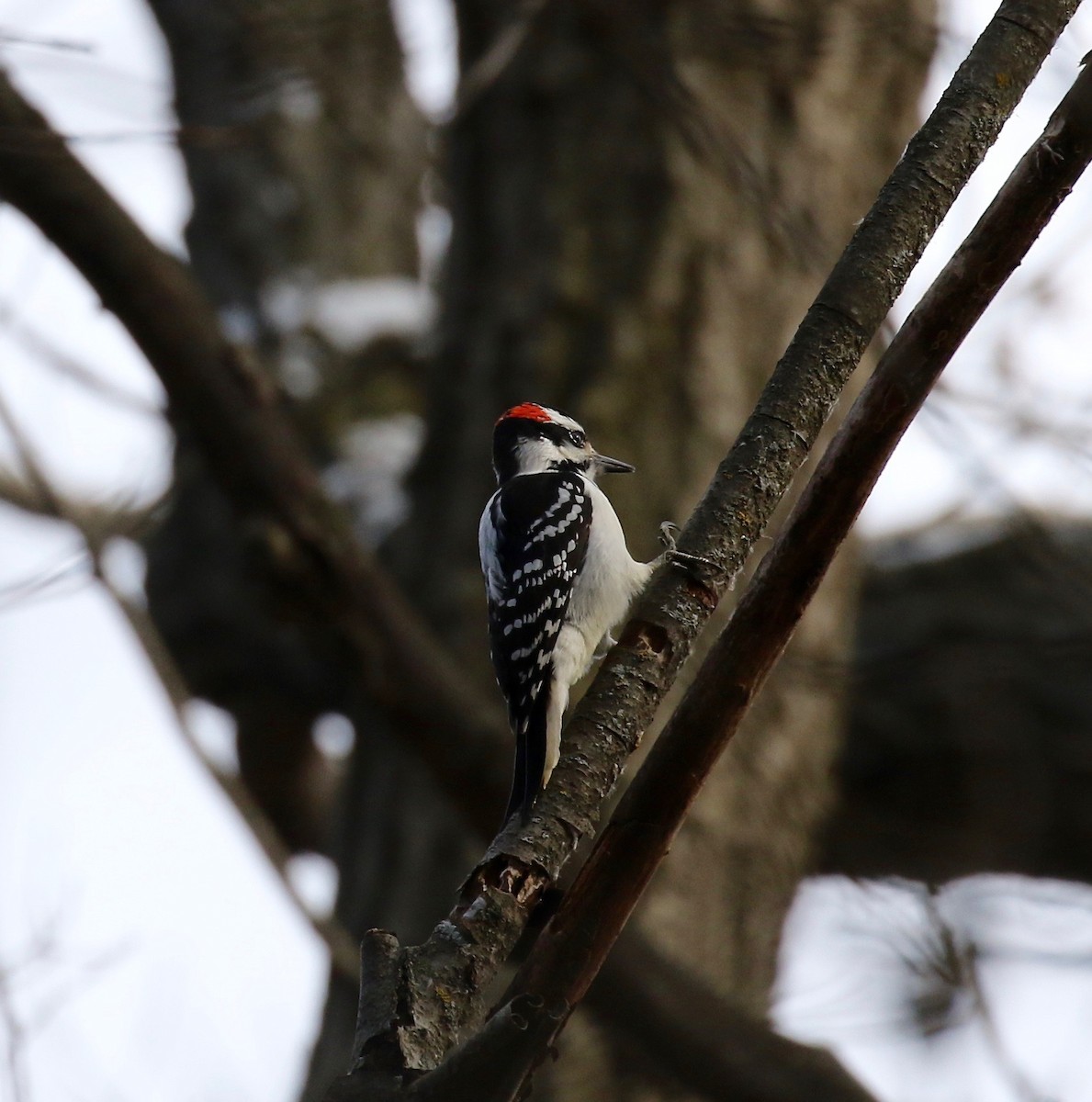 Hairy Woodpecker - ML515981721