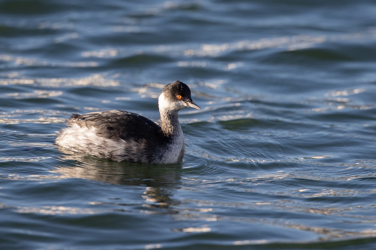 Eared Grebe - ML515982271