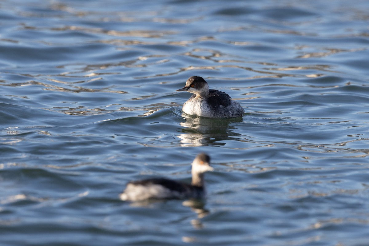 Eared Grebe - ML515982291