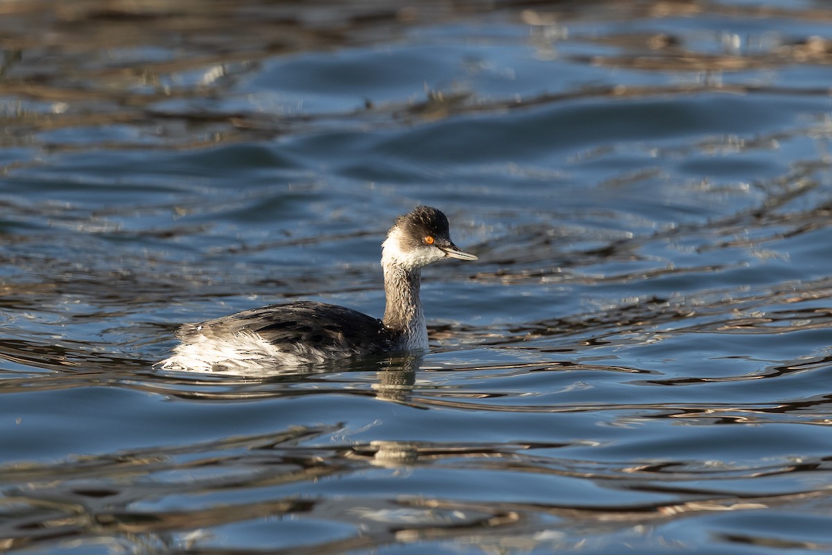 Eared Grebe - ML515982301