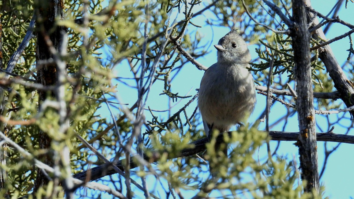 Juniper Titmouse - ML515986781