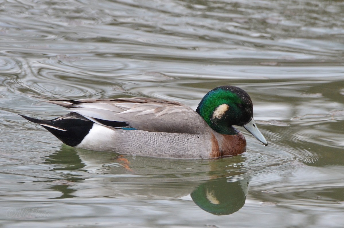 Hybride Canard d'Amérique x C. colvert - ML515986931