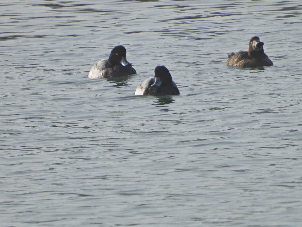 Greater Scaup - ML515986941