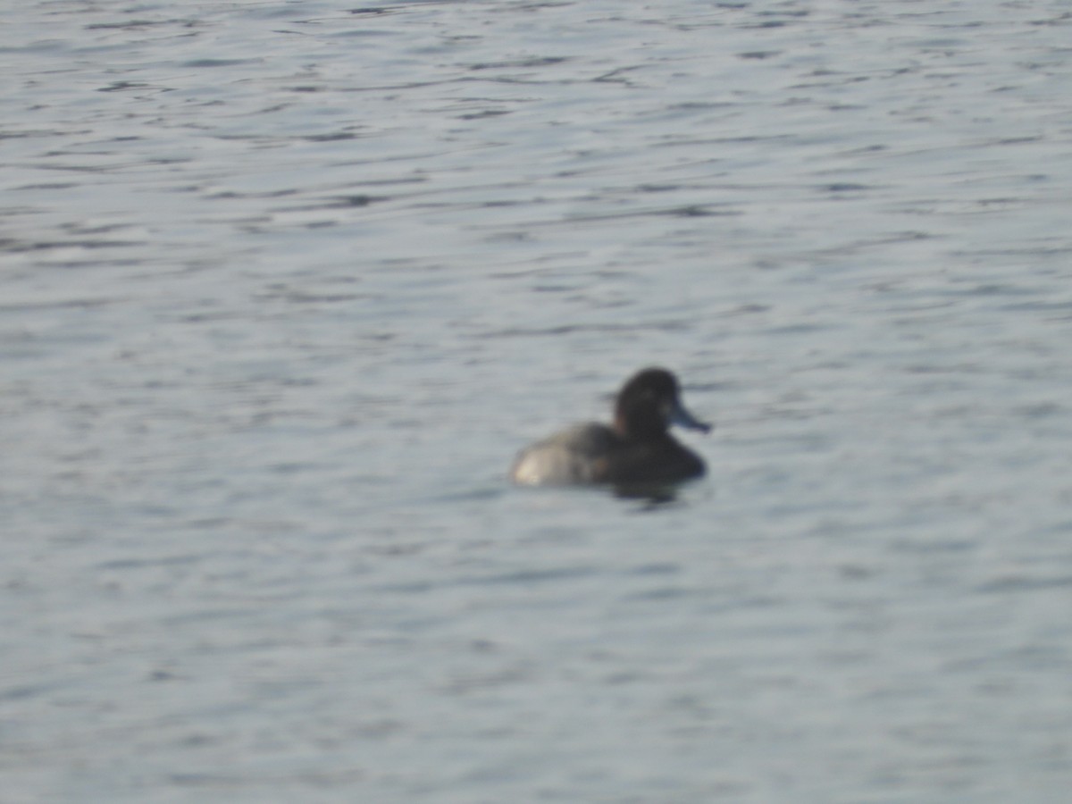 Greater Scaup - ML515986961