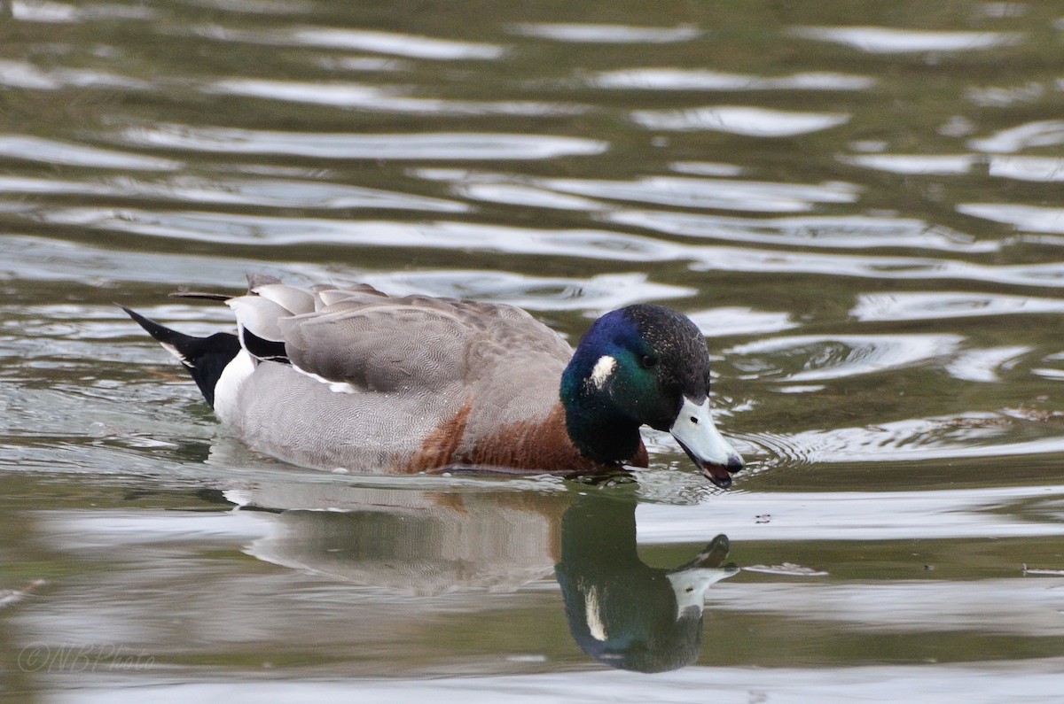 Hybride Canard d'Amérique x C. colvert - ML515986981