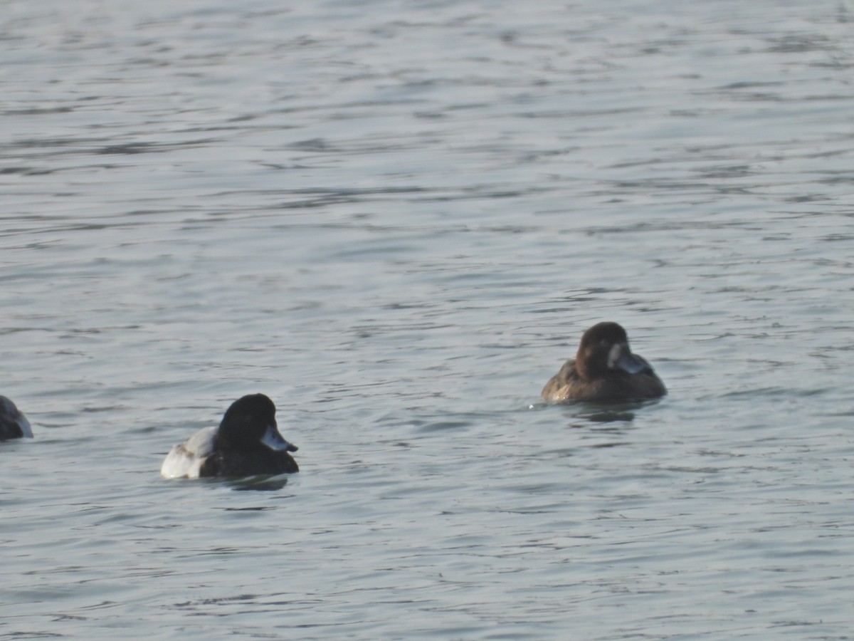 Greater Scaup - Howard Friedman