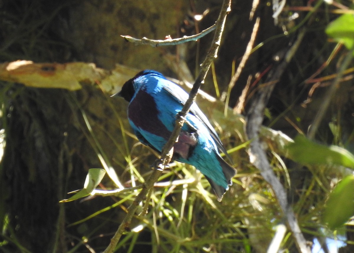 Lovely Cotinga - ML515987891