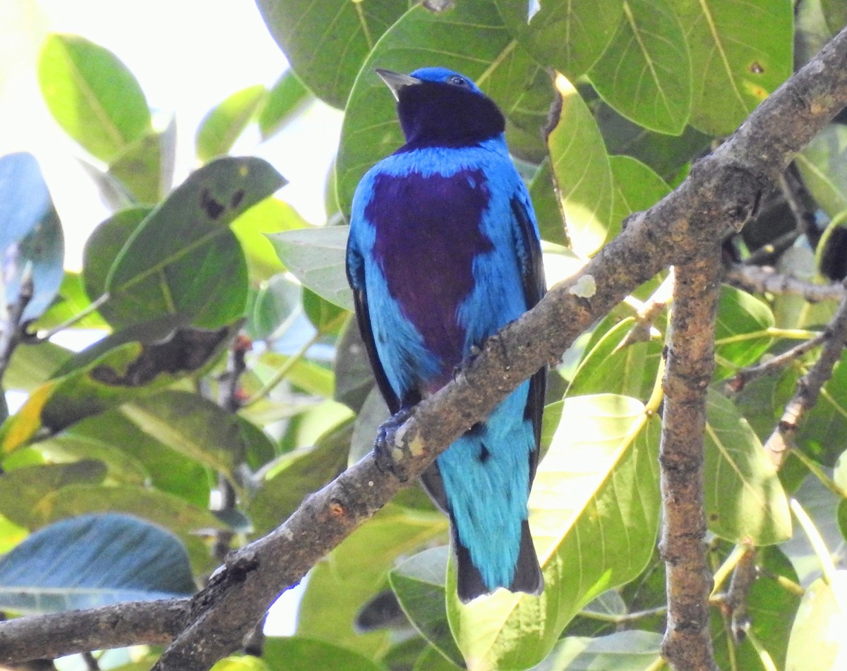 Lovely Cotinga - ML515987901