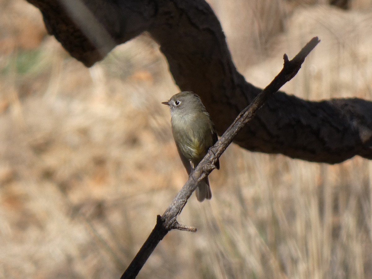 Hammond's Flycatcher - ML515988371