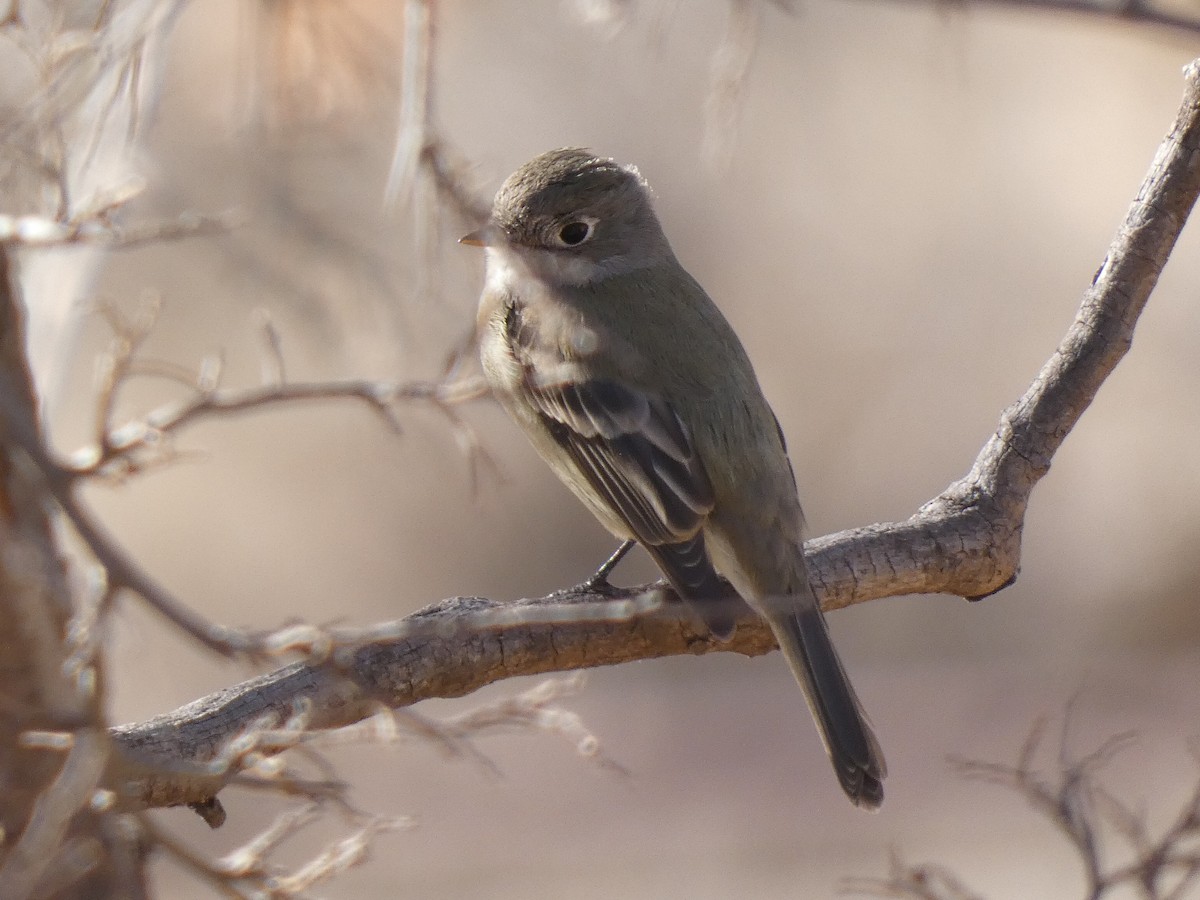 Hammond's Flycatcher - ML515988381