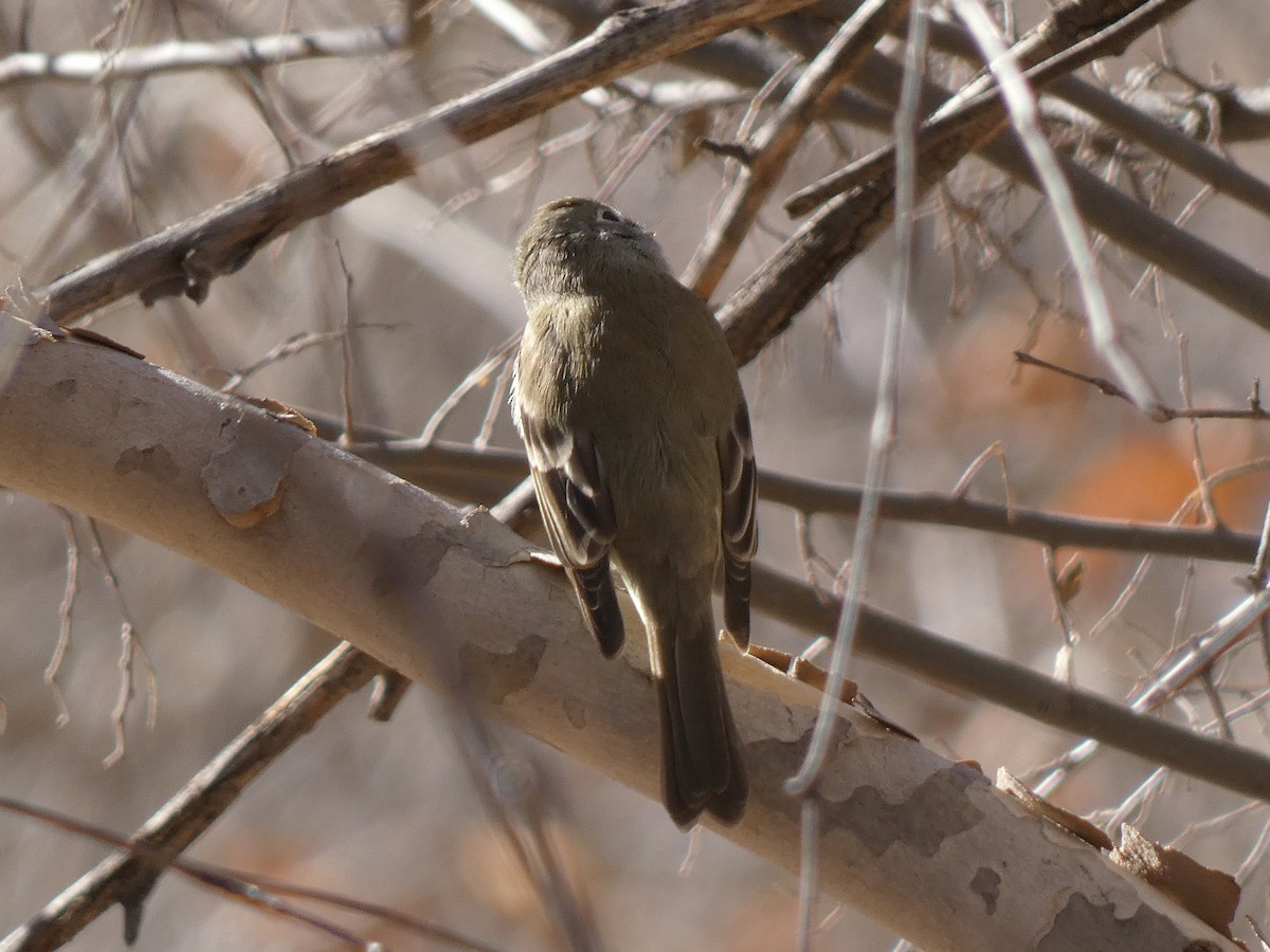 Hammond's Flycatcher - ML515988391